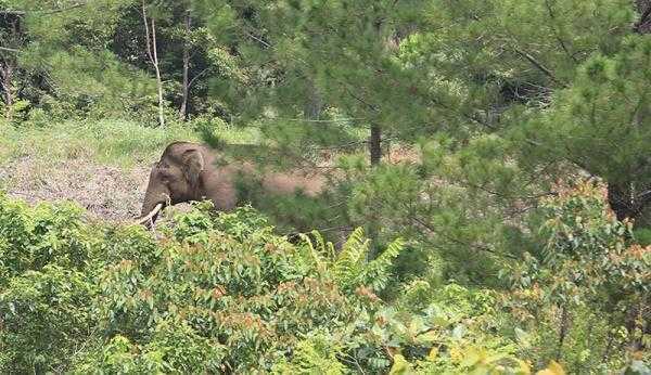 Ilustrasi gajah liar di areal perkebunan masyarakat. | Foto: Syifa Yulinnas/Antara