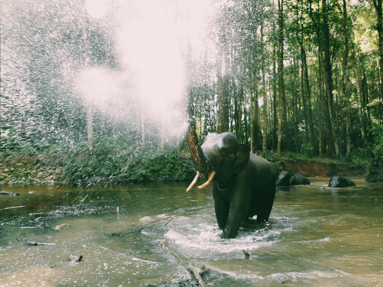 Gajah di Aek Nauli Elephant Conservation Camp (ANECC). | Foto: PPID KLHK