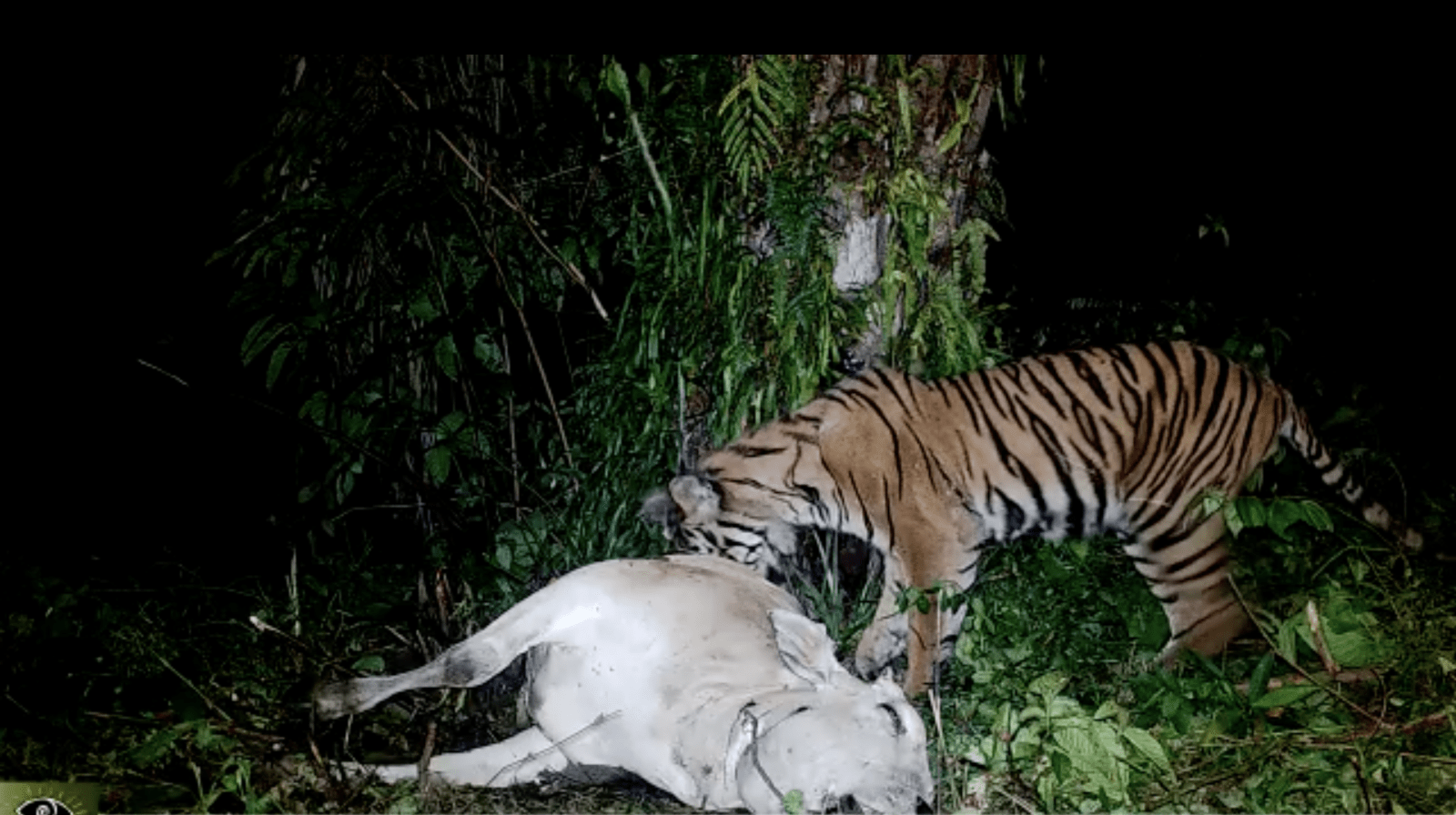 Harimau sumatera tertangkap kamera jebak sedang memangsa umpan berupa bangkai ternak warga. | Foto: BBKSDA Sumatra Utara Wilayah I Stabat