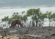 Habitat Tergusur, Kawanan Orangutan Masuk Kebun Warga