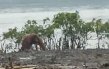 Orangutan kalimantan tertangkap kamera sedang mencoba masuk ke perkebunan warga di Desa Kanamit, Kecamatan Maliku, Kabupaten Pulang Pisau, Kalimantan Tengah. | Foto: Tangkapan Video Amatir Warga