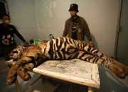 Harimau Mati di Pasaman Alami Pendarahan Akibat Jerat