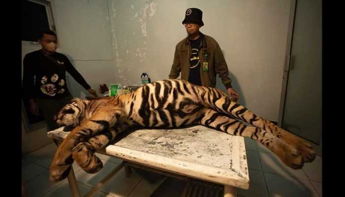 Harimau Mati di Pasaman Alami Pendarahan Akibat Jerat
