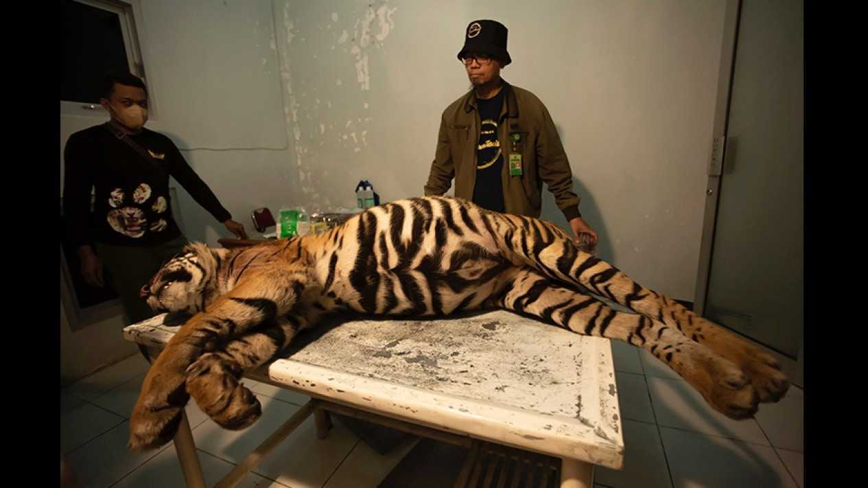 Harimau sumatera saat akan jalani proses nekropsi. | Foto: Andri Mardiansyah/Padang Viva