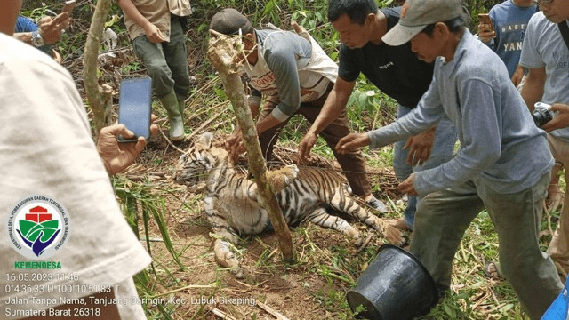 Petugas ketika sedang mencoba melepas jerat yang melilit leher dan bagian tubuh harimau lain. | Foto: BKSDA Sumbar