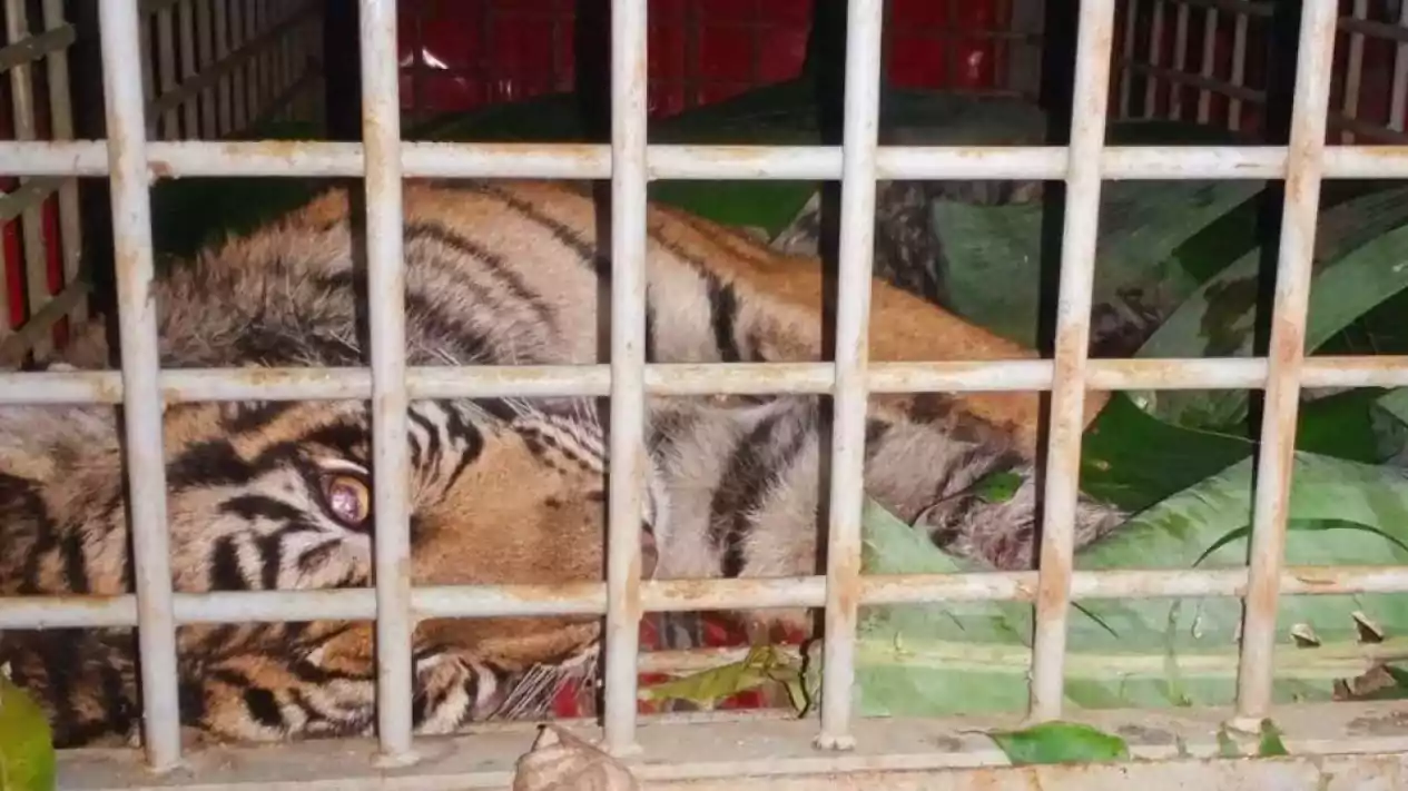 Seekor harimau sumatera (Panthera tigris sumatrae) terjerat sling di Desa Pastap Julu, Kecamatan Tambangan, Kabupaten Mandailing Natal, Sumatra Utara. | Foto: B.S. Putra/Viva