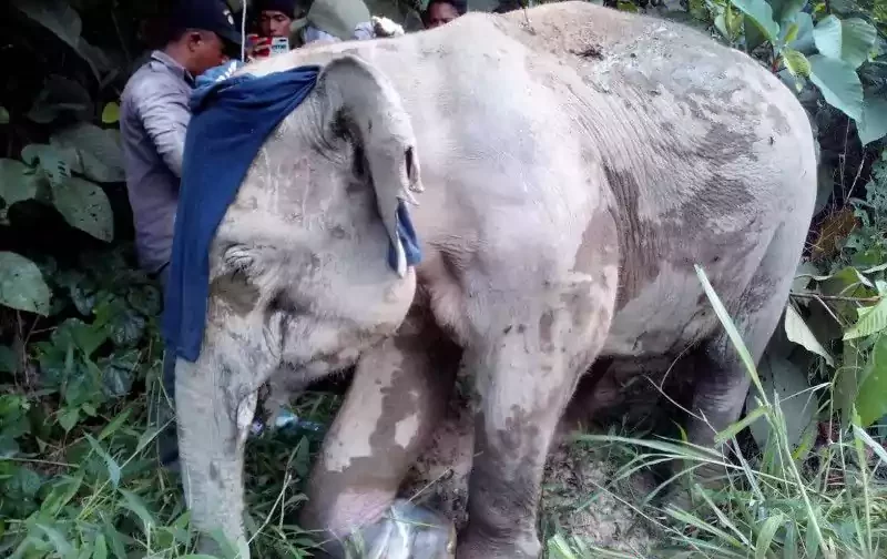 Hewan gajah saat diselamatkan. | Foto: Antara-HO