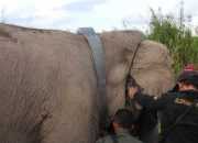 Kelompok Gajah Sumatera Dipasangi GPS Collar
