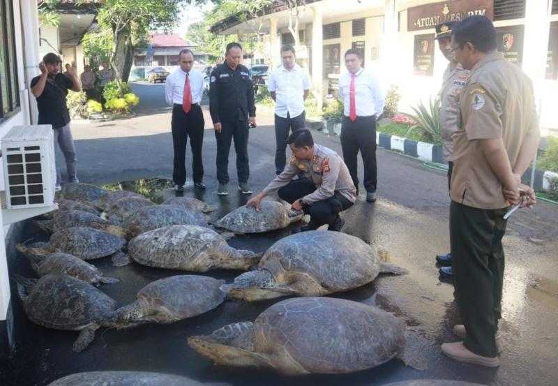 Delapan belas ekor penyu hijau (Chelonia mydas) yang diamankan oleh Polres Jembrana dari usaha penyelundupan Di Kabupaten Jembrana, Bali, Senin (15/5/2023). | Foto: Bali Tribune