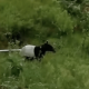 Kemunculan tapir di areal pertanian warga Kabupaten Solok viral di media sosial. | Foto: Tangkapan layar Instagram BBKSDA Sumbar