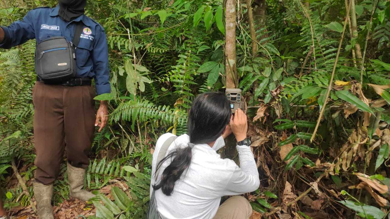 Tim lakukan pemasangan camera trap sebagai upaya mitigasi konflik manusia dan satwa liar di Rempak Siak yang terjadi pada April. | Foto: Riau Aktual