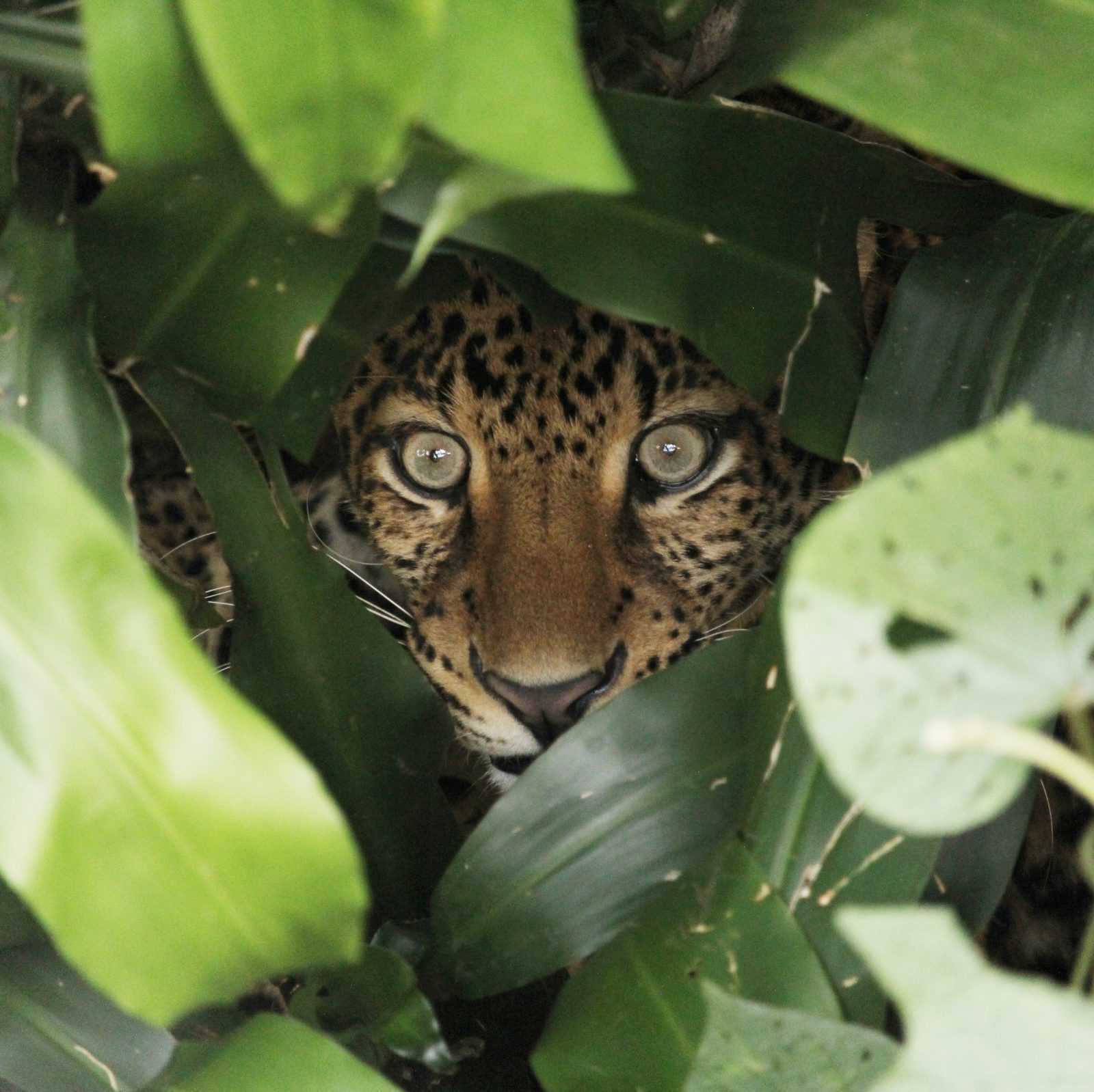 Macan Tutul Jawa (Panthera pardus melas). | Foto: PPID KLHK