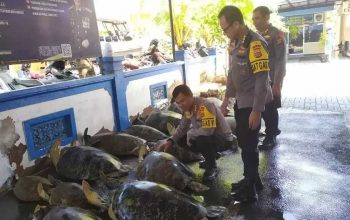 Puluhan penyu hijau berhasil diselamatkan dari pedagang daging penyu di Bali. | Foto: Antara/Tribata News Polri