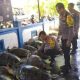 Puluhan penyu hijau berhasil diselamatkan dari pedagang daging penyu di Bali. | Foto: Antara/Tribata News Polri