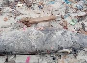 Satwa Diduga Pesut Mati di Antara Tumpukan Sampah