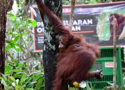 Tiga Orangutan Kalimantan Dilepas ke Hutan Lindung