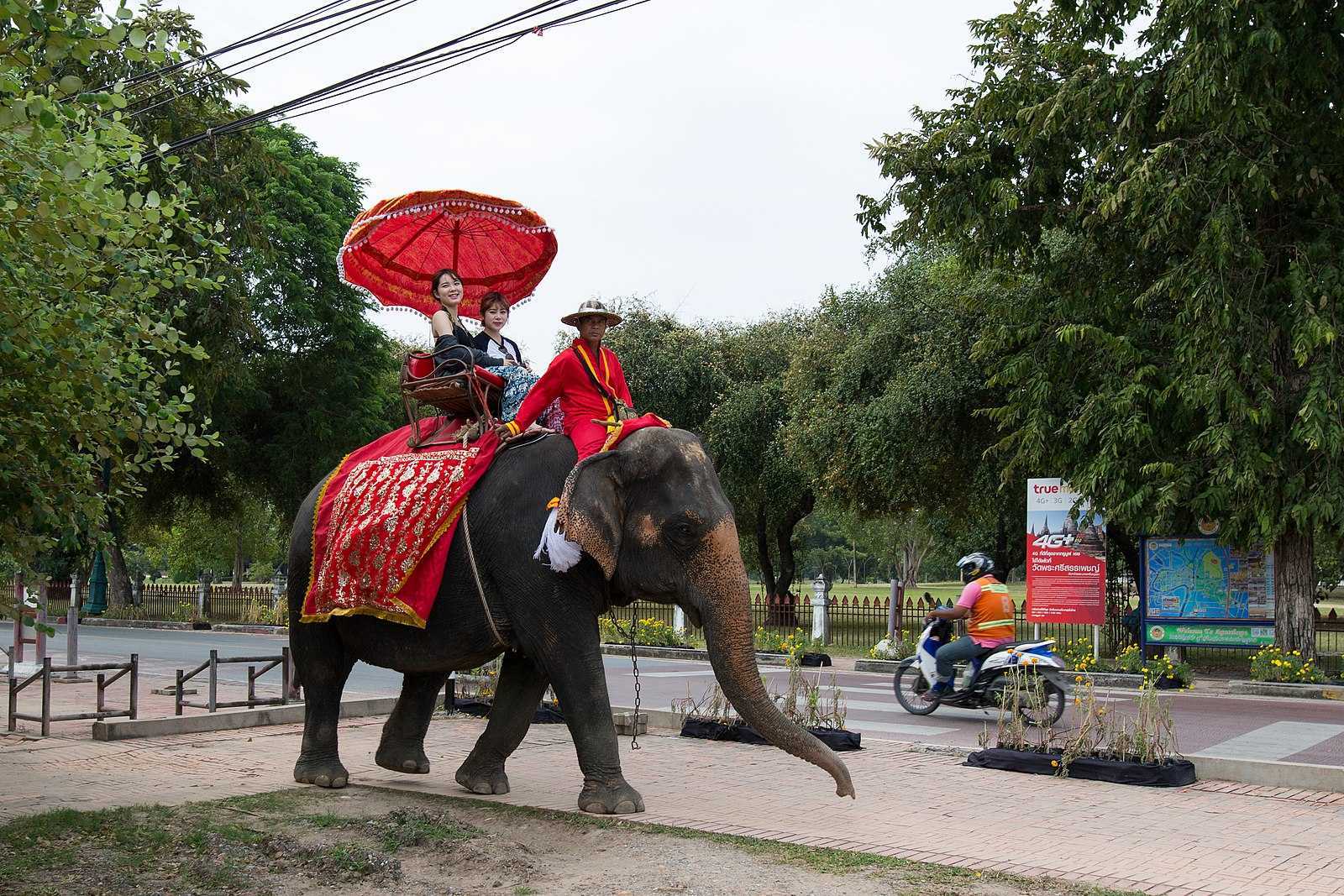 Wahana gajah tunggang di Ayutthaya, Thailand. | Foto: Wikimedia Commons