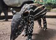 Gantari, Bayi Tapir Kesepuluh di Bandung Zoo