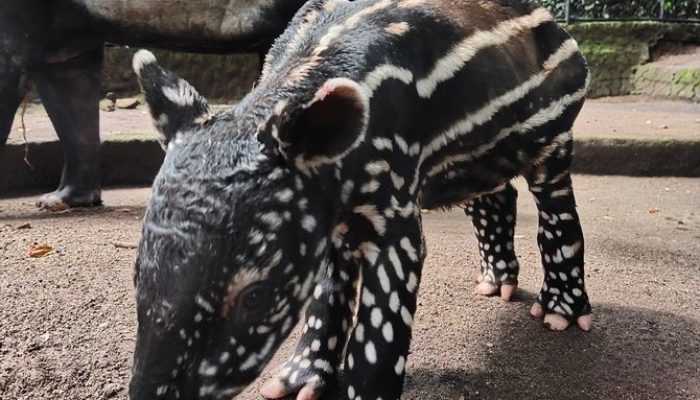 Gantari, Bayi Tapir Kesepuluh di Bandung Zoo