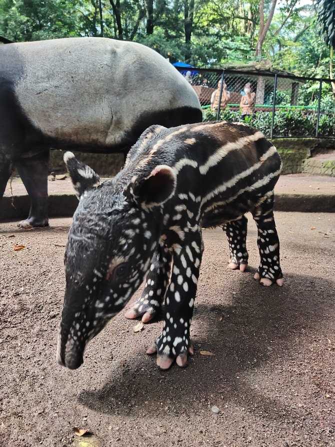Seekor bayi tapir lahir di Kebun Binatang Bandung, Kota Bandung, Jawa Barat. | Foto: Merdeka