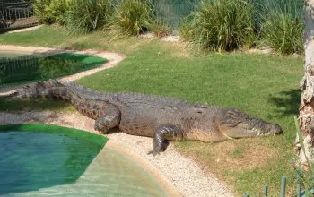 Ilustrasi buaya air asin atau saltwater crocodile. | Foto: berichard/Wikimedia Commons