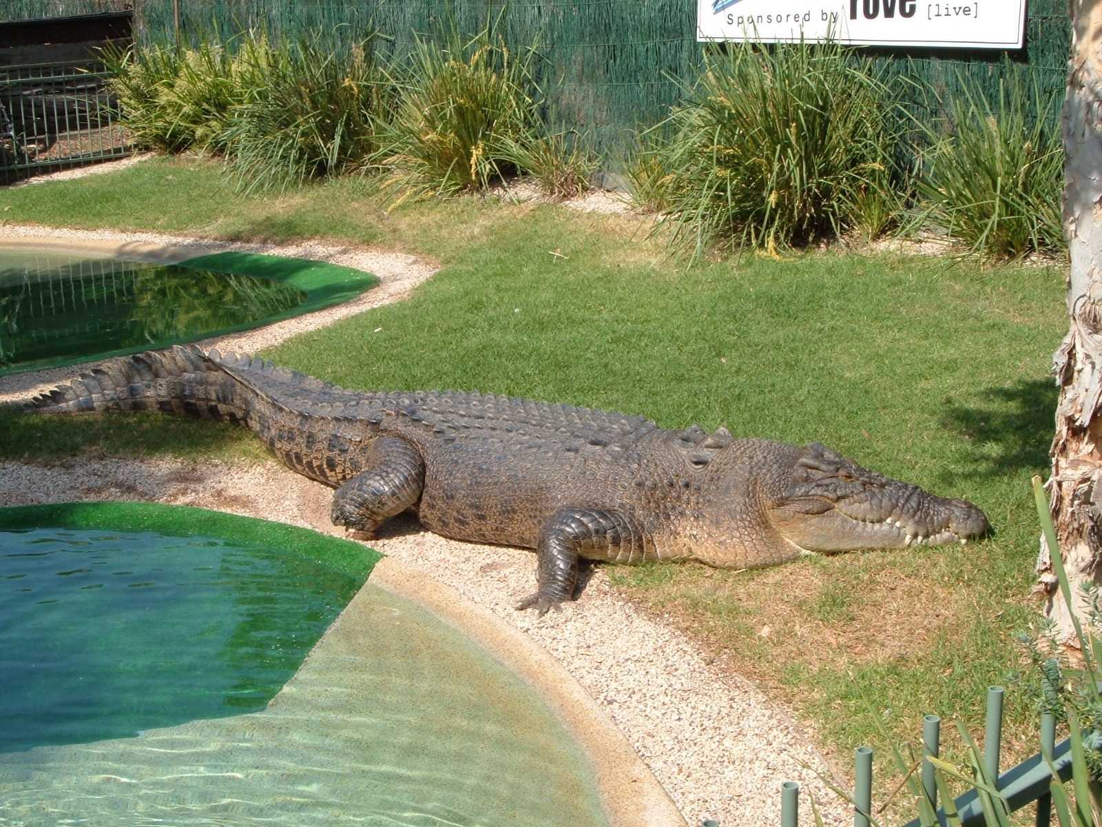 Ilustrasi buaya air asin atau saltwater crocodile. | Foto: berichard/Wikimedia Commons