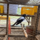 Burung jagal papua (Cracticus cassicus), salah satu spesies burung yang diterima SKW II Timika BBKSDA Papua dari SKW II Pangkalan Bun BKSDA Kalteng, Kamis (1/6/2023). | Foto: BBKSDA Papua/Instagram