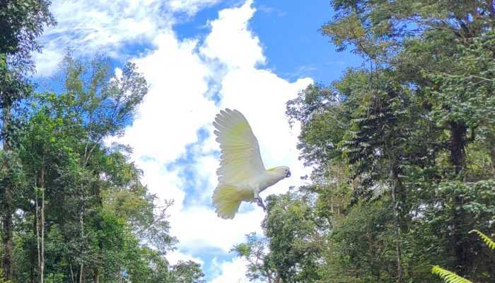 Kandang Dibuka, Burung Kakatua Terbang di Hutan Papua