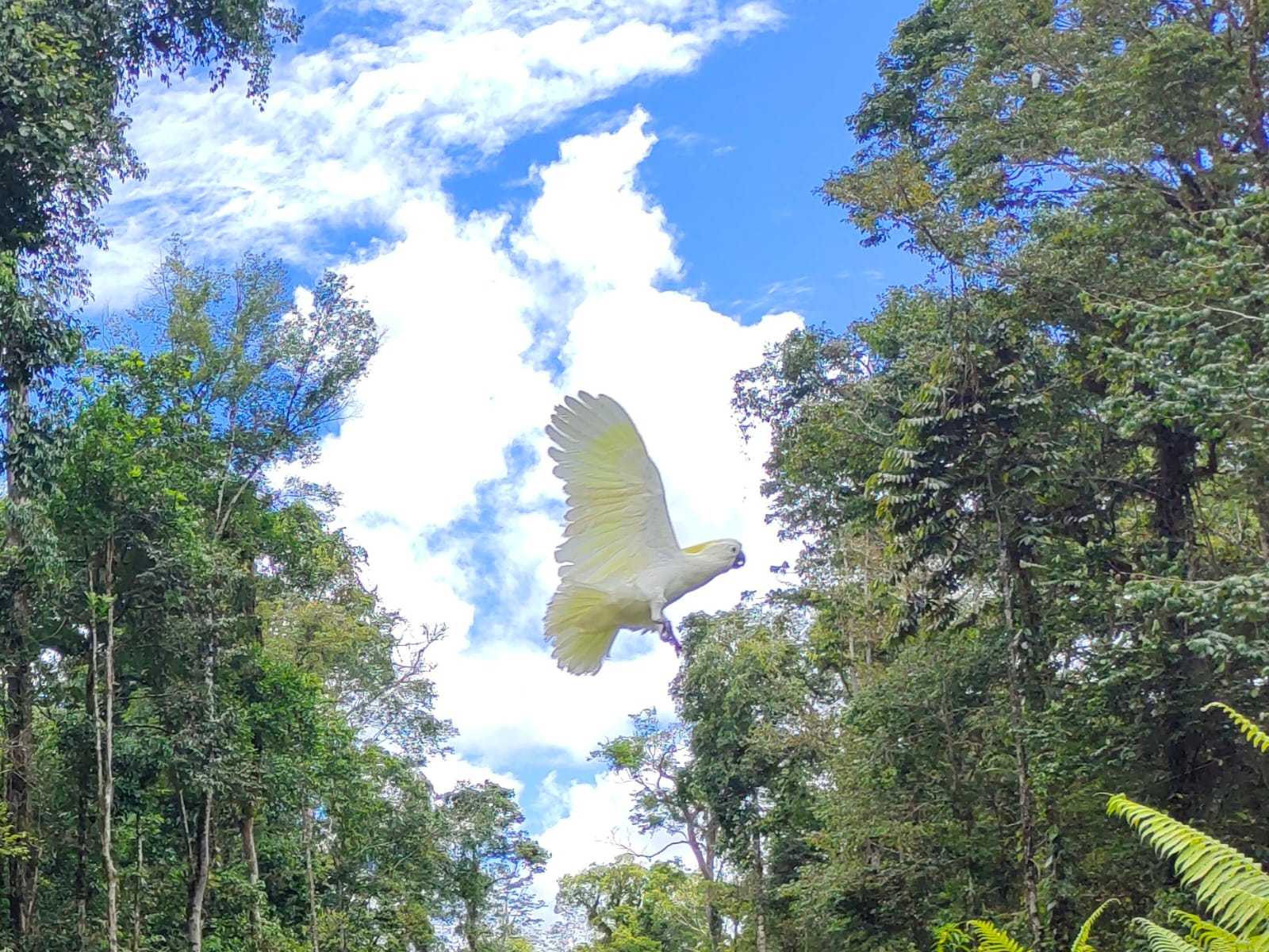 Burung kakatua koki (Cacatua galerita) dilepasliarkan BBKSDA Papua di Hutan Kuala Kencana. | Foto: BBKSDA Papua