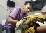 Terluka di Kebun Kelapa Sawit, Elang Brontok Diselamatkan