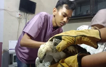 Seekor elang brontok ditemukan seorang warga Agam dalam kondisi terluka di bagian ekornya. | Foto: Antara/HO