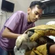 Seekor elang brontok ditemukan seorang warga Agam dalam kondisi terluka di bagian ekornya. | Foto: Antara/HO