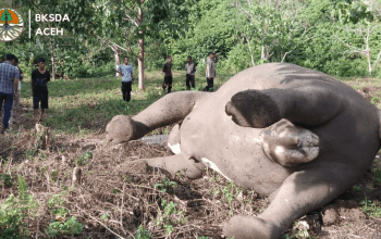 Seekor gajah sumatera betina ditemukan mati di Karang Ampar, Aceh Tengah. | Foto: BKSDA Aceh
