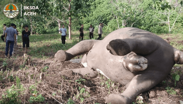Gajah Sumatera Mati di Aceh Tengah, Diduga Keracunan