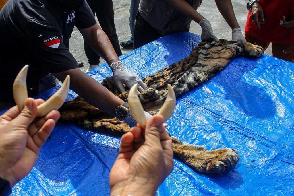 Taring satwa dengan nama ilmiah Panthera tigris sumatrae yang berhasil diamankan oleh petugas. | Foto: Rony Muharrman/Antara Foto