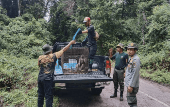 Satu primata endemik Pulau Buton berhasil dikembalikan ke alam liar. | Foto: RRI