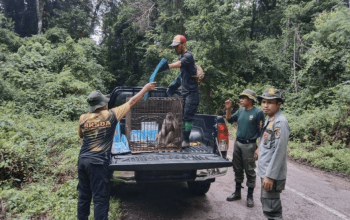 Satu primata endemik Pulau Buton berhasil dikembalikan ke alam liar. | Foto: RRI