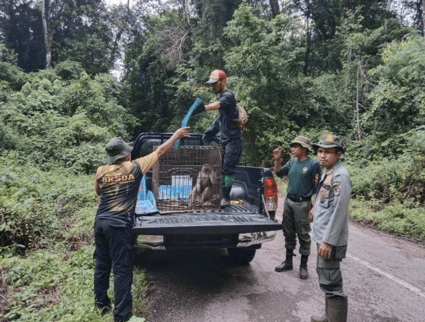 Satu primata endemik Pulau Buton berhasil dikembalikan ke alam liar. | Foto: RRI