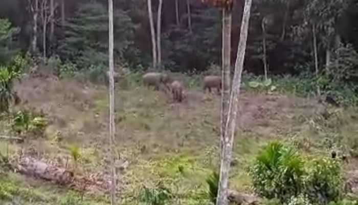 Rombongan Gajah Sumatera Mendekat ke Permukiman