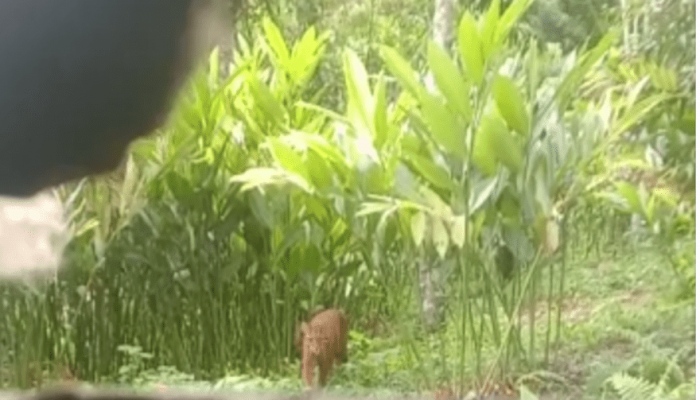 Heboh Unggahan Video Satwa, BKSDA Sebut Itu Kucing Emas
