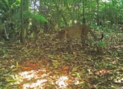 Masih Muda, Macan Tutul Jawa Terekam di Hutan Sanggabuana