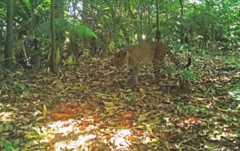 Seekor macan tutul jawa terekam kamera jebak di hutan Sanggabuana pada 11 Juni 2023 oleh Sanggabuana Conservation Foundation (SCF). | Foto: Antara/HO-SCF