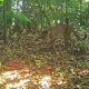 Seekor macan tutul jawa terekam kamera jebak di hutan Sanggabuana pada 11 Juni 2023 oleh Sanggabuana Conservation Foundation (SCF). | Foto: Antara/HO-SCF