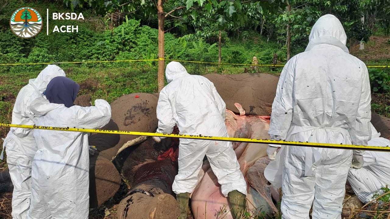 Tim dokter periksa gajah yang mati diduga keracunan di Aceh Tengah. | Foto: BKSDA Aceh