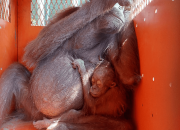 Orangutan Bersama Anaknya Dievakuasi BSKDA Kaltim