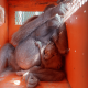 Induk dan anak orangutan berhasil dievakuasi oleh BKSDA Kalimantan Timur. | Foto: BKSDA Kalimantan Timur