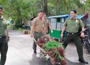 Ditembak Bius, Orangutan Tak Sadar Dievakuasi