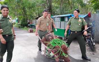 Evakuasi orangutan jantan yang ditemukan di kompleks Bandara Iskandar Pangkalan Bun, Kabupaten Kotawaringin Barat, Kalimantan Tengah. | Foto: Radar Sampit