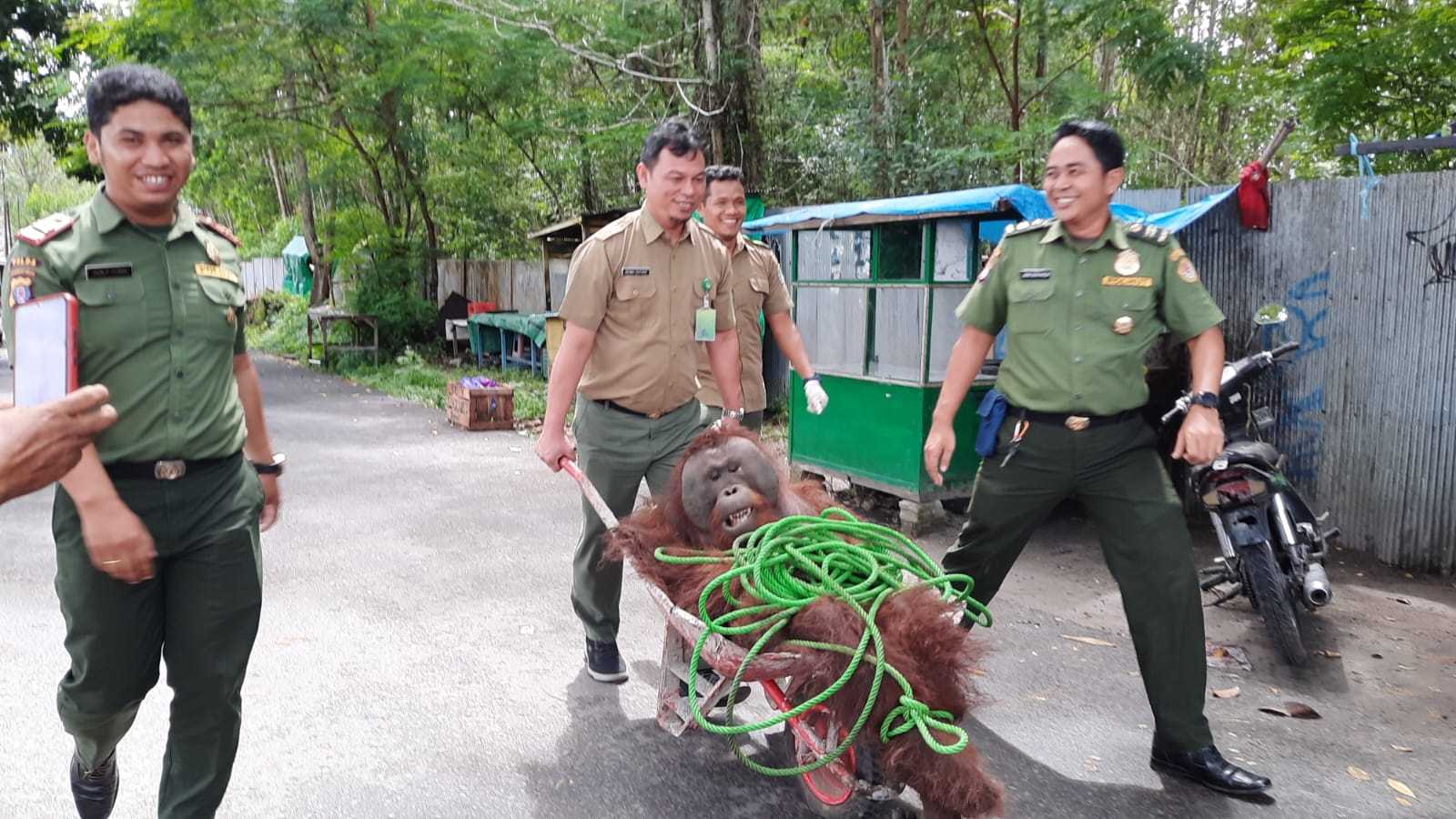 Evakuasi orangutan jantan yang ditemukan di kompleks Bandara Iskandar Pangkalan Bun, Kabupaten Kotawaringin Barat, Kalimantan Tengah. | Foto: Radar Sampit