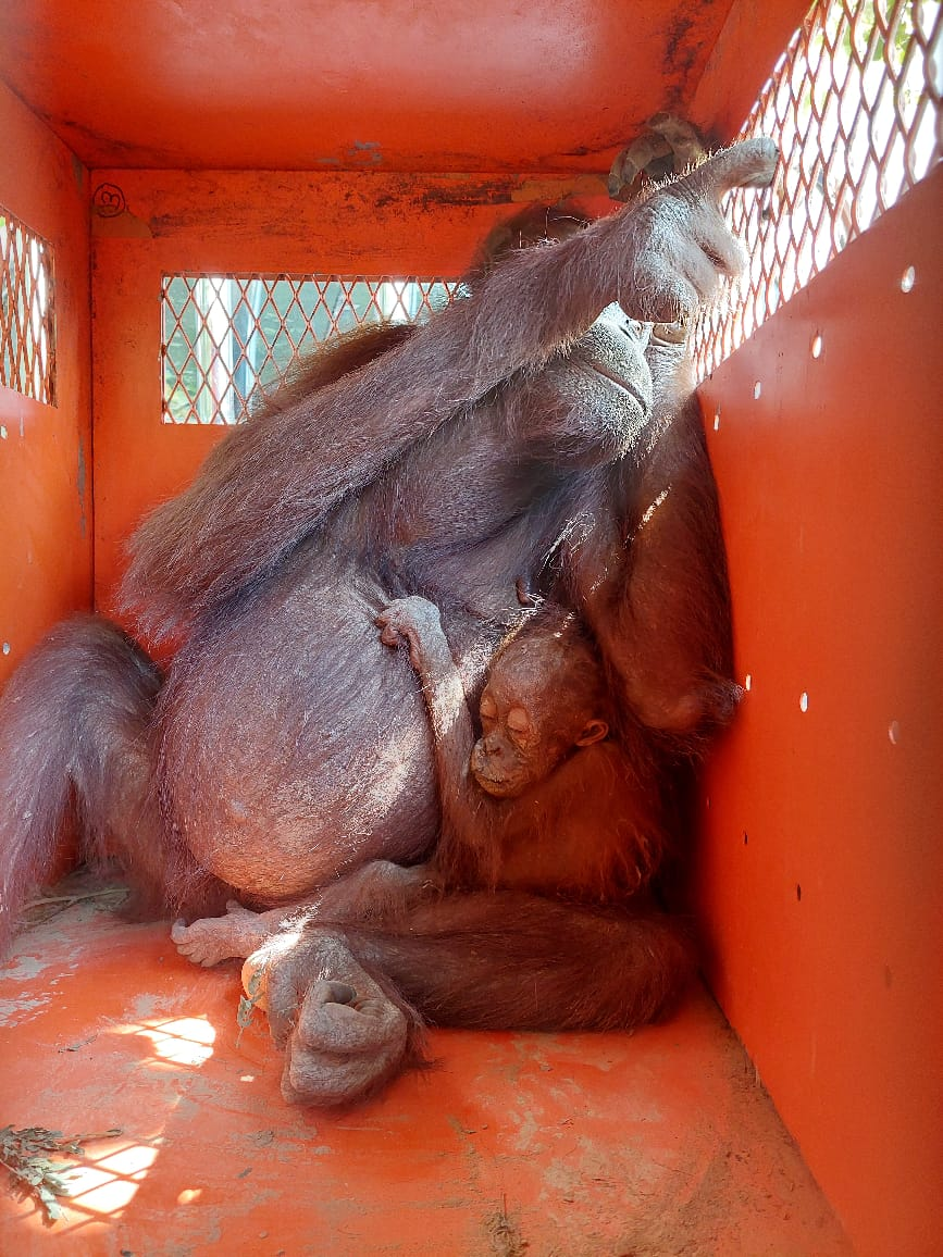 Induk dan anak orangutan berhasil dievakuasi oleh BKSDA Kalimantan Timur. | Foto: BKSDA Kalimantan Timur